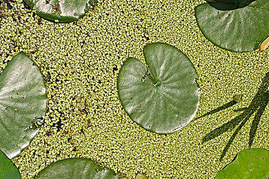 免费多人沙盒游戏《宝藏世界》推出更新“潮起潮落”，带来全新克苏鲁风冒险